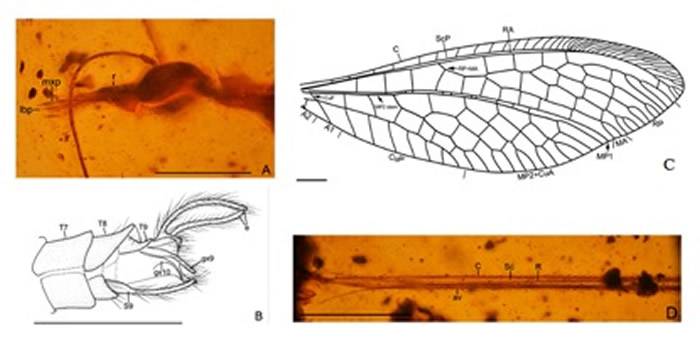 《系统昆虫学》：发现世界第一枚旌蛉成虫琥珀
