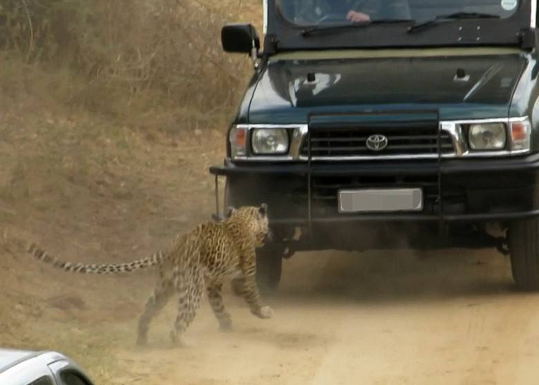 南非野生动物公园狩猎导游遭一头花豹袭击