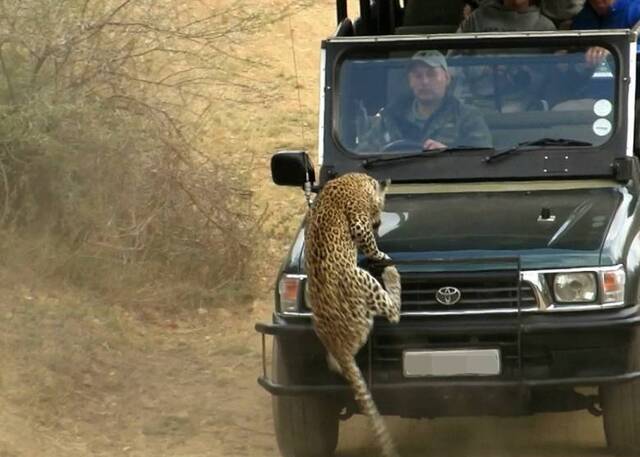 南非野生动物公园狩猎导游遭一头花豹袭击