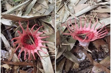 日本佐贺县树林发现奇怪触手怪菇 原来是当地稀有品种“星头鬼笔菌”