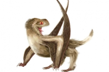 地球上第一个穿“羽绒衣”的生物？短尾翼龙身体发现羽毛状毛发结构
