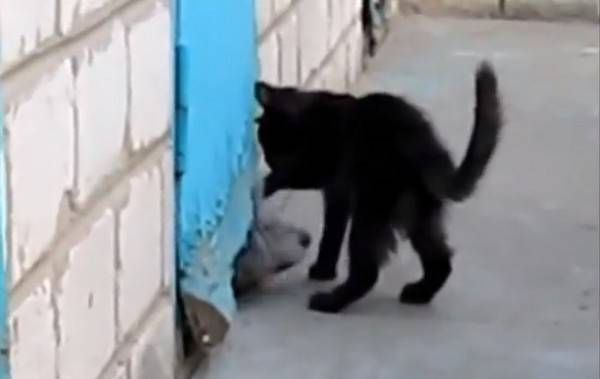 灰狗被卡墙缝 朋友黑猫奋力相救