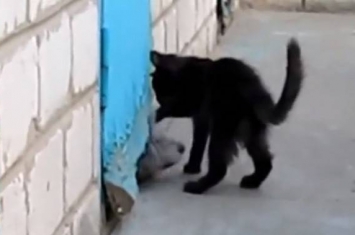 灰狗被卡墙缝 朋友黑猫奋力相救