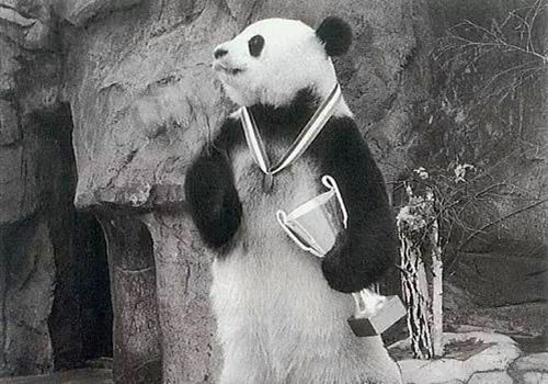 上春晚的大熊猫叫什么