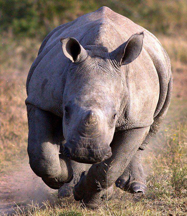 摄影师在南非克鲁格国家公园淡定拍摄犀牛冲击惊险瞬间