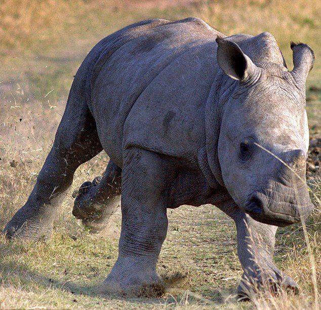 摄影师在南非克鲁格国家公园淡定拍摄犀牛冲击惊险瞬间