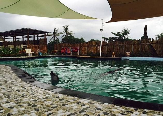 印尼巴厘岛度假村为吸金 泳池内养海豚