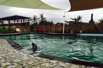印尼巴厘岛度假村为吸金 泳池内养海豚