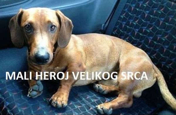 塞尔维亚共和国腊肠犬为救女童勇斗獒犬牺牲 居民建雕像纪念