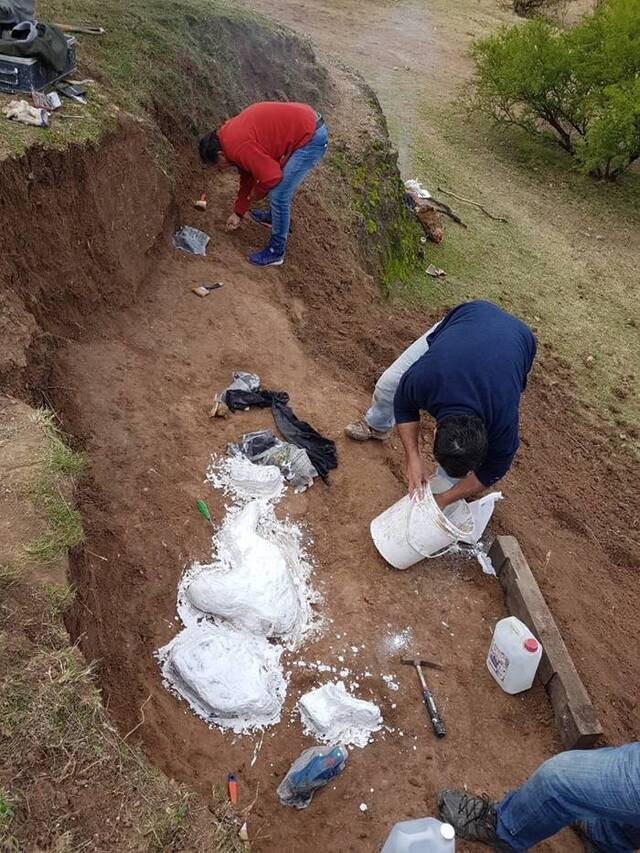 阿根廷布宜诺斯艾利斯北部出土较完整的史前鹿化石