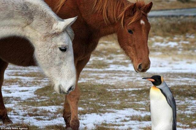 英国福克兰群岛温馨一幕：走散的企鹅遇见一群马