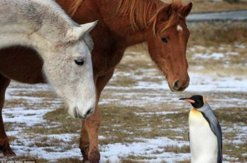 英国福克兰群岛温馨一幕：走散的企鹅遇见一群马