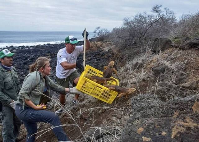 厄瓜多尔保育人员将逾1400条加拉伯戈斯陆鬣蜥送回圣地亚哥岛