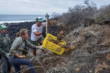 厄瓜多尔保育人员将逾1400条加拉伯戈斯陆鬣蜥送回圣地亚哥岛