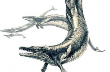 史前顶级猎食者同类相残：埃及开罗出土的“龙王鲸”化石内发现“多留顿鲸”骸骨
