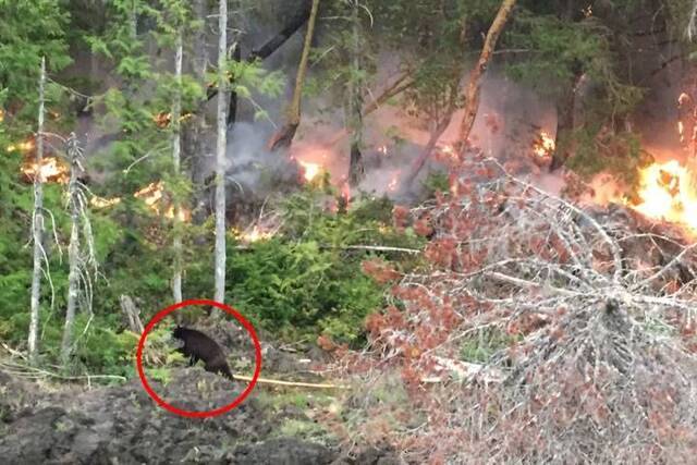 加拿大西部山火持续 森林黑熊也逃命
