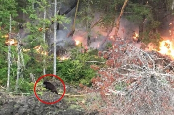 加拿大西部山火持续 森林黑熊也逃命