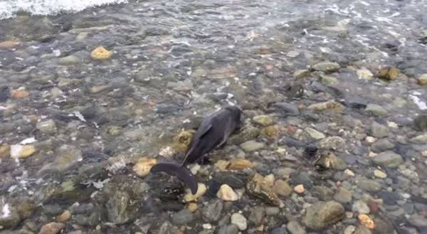 史宾格犬不断吠叫 在海边钓鱼的英国男子救出搁浅年幼鼠海豚