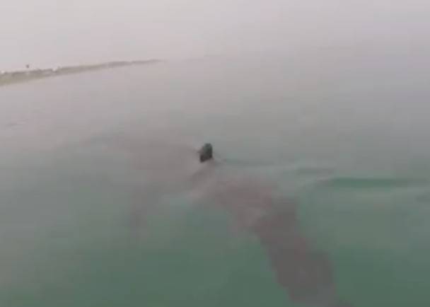美国加州出现10数条年幼大白鲨 冲浪客不怕危险主动接近