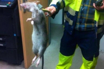 英国男子捕获巨鼠 体大如猫震惊网友