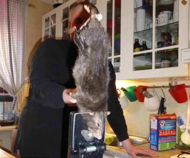 英国男子捕获巨鼠 体大如猫震惊网友