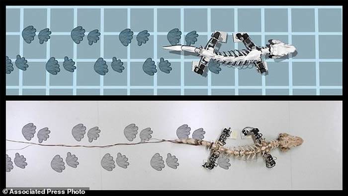 仿真机器人OroBOT展示近3亿年前古生物Orobates pabsti如何移动