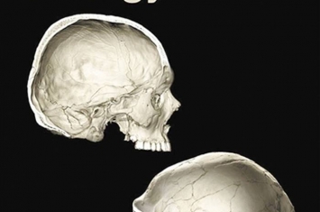 研究确认尼安德特人的DNA渗入片段对现代人颅骨球状度的影响