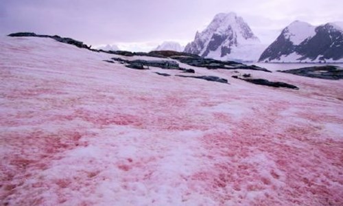 雪衣藻怎么使南极雪变色