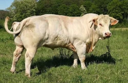 瘤牛是什么品种的牛