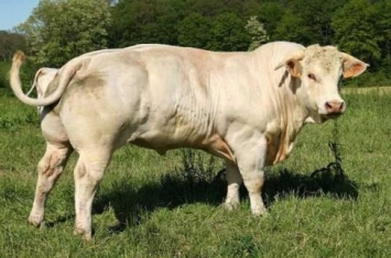 瘤牛是什么品种的牛