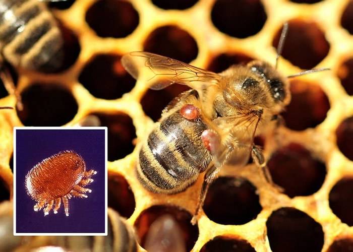 新研究指微型螨虫“瓦螨”才是危及蜜蜂存亡的最大元凶