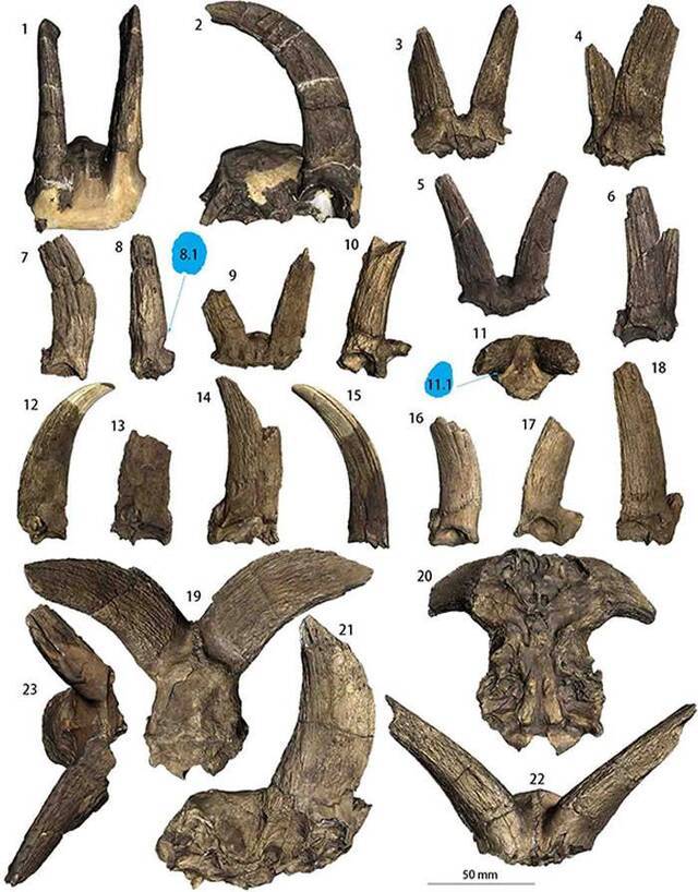 青藏高原北缘发现的化石研究证明这些材料与羊亚科的起源密切相关