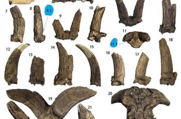 青藏高原北缘发现的化石研究证明这些材料与羊亚科的起源密切相关