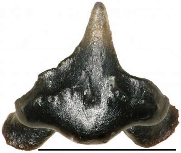 牙齿形似《Galaga》中的太空船 新发现的白垩纪鲨鱼命名为Galagadon nordquistae