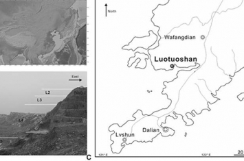 东亚地区首次发现海獭貂的头骨揭示欧亚大陆在中更新世转型期的大量生物交流