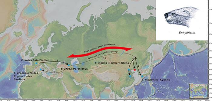 东亚地区首次发现海獭貂的头骨揭示欧亚大陆在中更新世转型期的大量生物交流