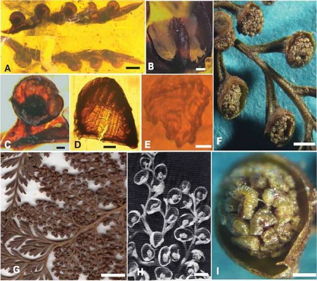 缅甸琥珀中发现树蕨类和水龙骨类植物新类群