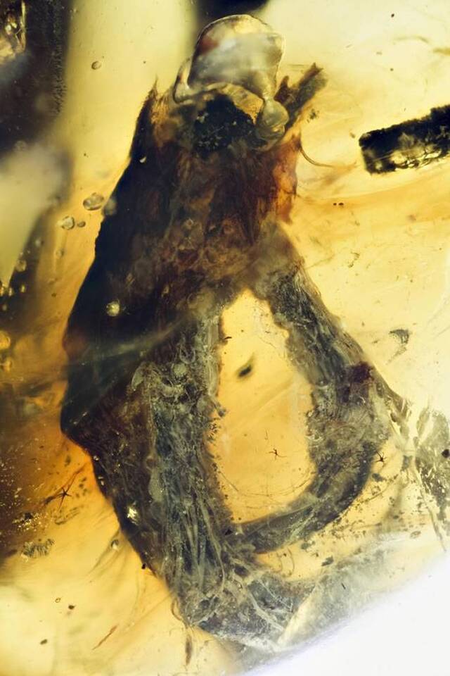 缅甸琥珀中发现被掠食者吃剩的古鸟类化石