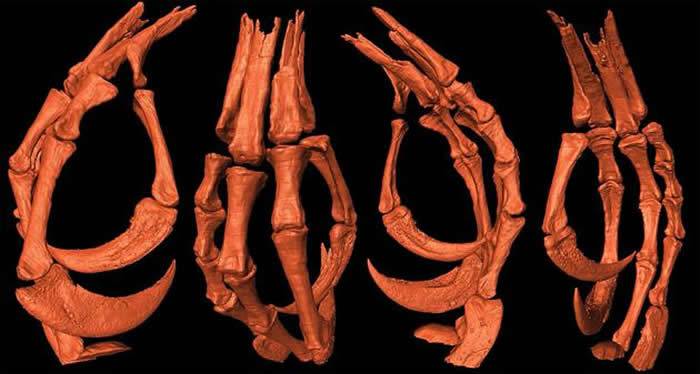 缅甸琥珀中发现被掠食者吃剩的古鸟类化石