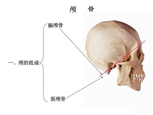颅骨是人体哪个部位的骨骼