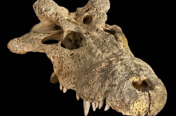 基于古代DNA的新研究表明现代鳄鱼可能起源于非洲