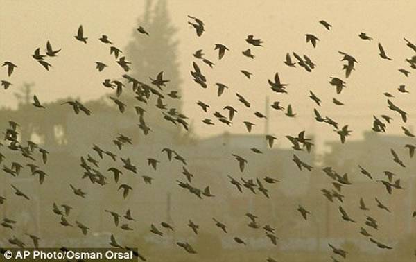 科学家研究发现鸟类本能飞行特征有助提高无人侦察机性能