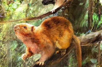 菲律宾洞穴发现三个新的巨型云鼠物种化石 它们与古人类一起生活