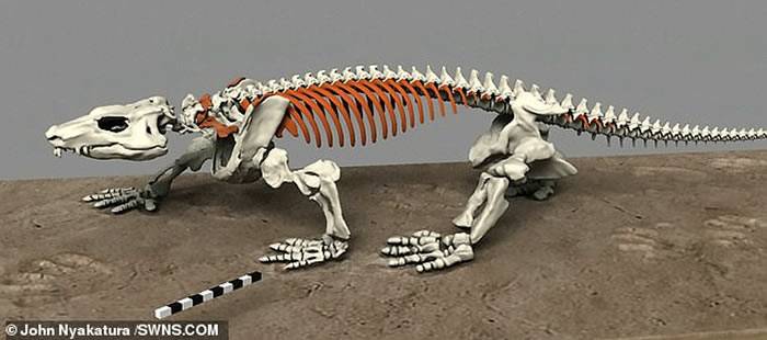 德国发现的Orobates pabsti化石挑战对于已灭绝动物如何移动的研究