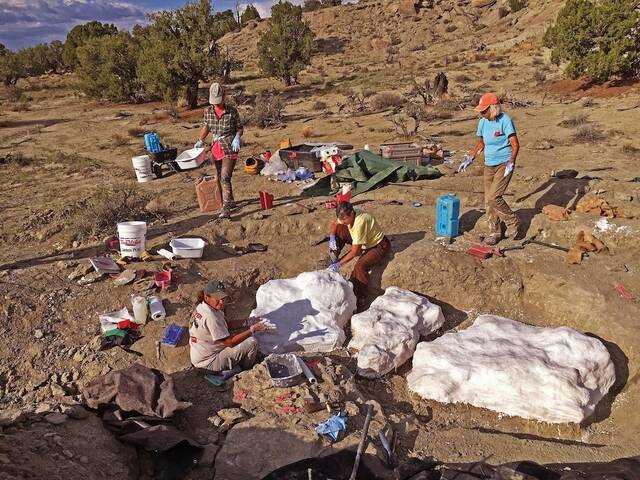 暴龙是群居动物吗？美国犹他州大升梯国家纪念区新化石线索引发专家热论