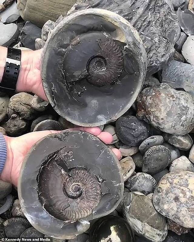 英国男子在约克郡海岸发现“炮弹”石头 弄开后里面藏侏罗纪时期头足纲动物化石