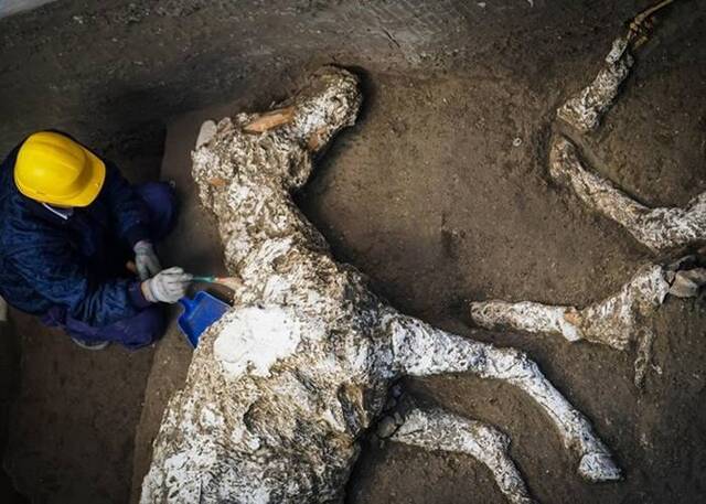 意大利庞贝古城出土近2000年古罗马战驹 遗骸完整石化极为罕见