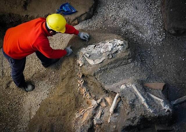 意大利庞贝古城出土近2000年古罗马战驹 遗骸完整石化极为罕见