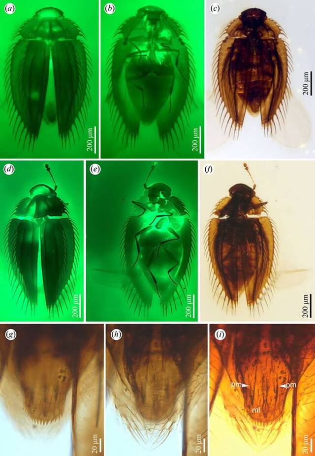 缅甸琥珀揭示甲虫的形态演化停滞和生物地理
