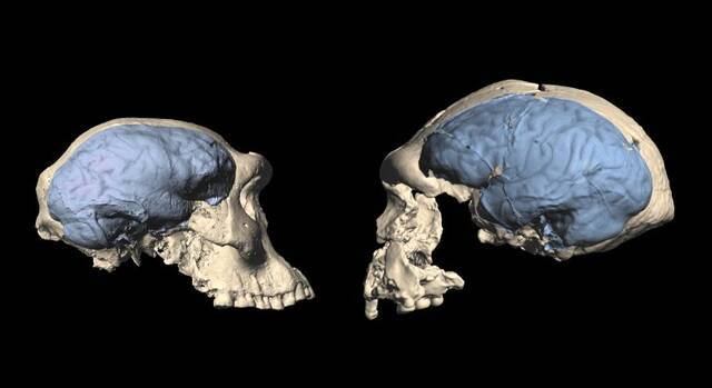类似现代人的大脑是最早的人类首次从非洲迁徙后很久才进化出来